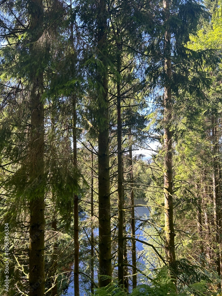 trees in the forest