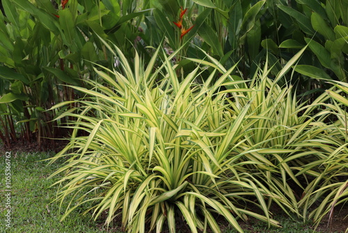 cluster of large bushy plants with long slender pointed light green yellow leaves with deep green edges outlines