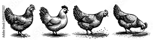 hand-drawn chicken silhouettes for farm decor – black vector