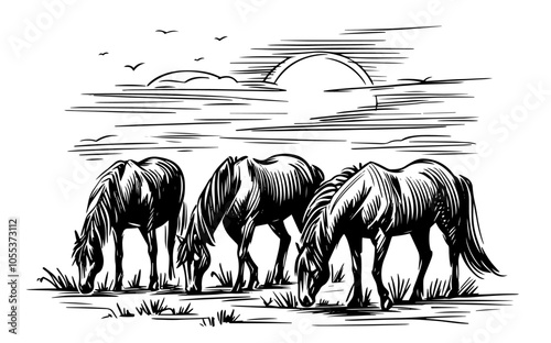 detailed black vector horses grazing in field illustration