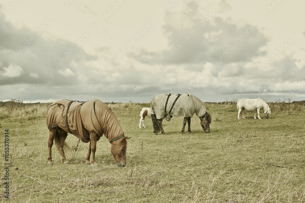 Fototapeta premium Horse, group and countryside with ground, agriculture and grass with equestrian, riding animal and nature. Green, stallion and mare with herd and landscape, sustainable and pony in Ireland with hay