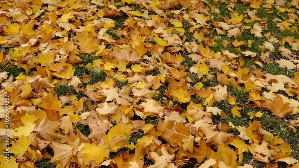 Vibrant carpet of fallen autumn maple leaves covers lush green lawn. The leaves in various shades of yellow, orange, red and brown, creating stunning natural mosaic. Enjoying beauty of fall season. Vibrant carpet of fallen autumn maple leaves covers lush green lawn. The leaves in various shades of yellow, orange, red and brown, creating stunning natural mosaic. Enjoying beauty of fall season.