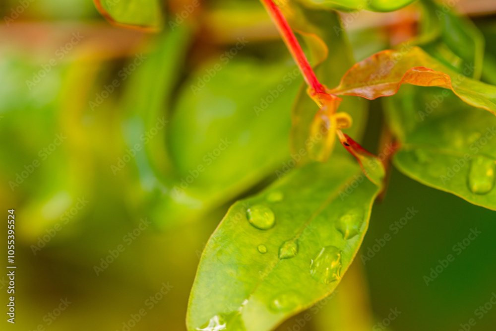 Gotas de agua en la vegetación al aire libre. Gotas de agua en la vegetación al aire libre.