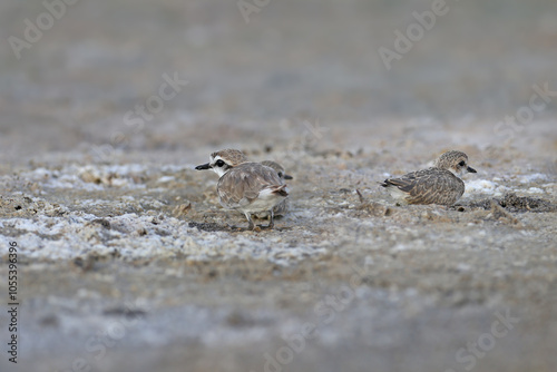 An adult male and chicks of the Kentish plover (Anarhynchus alexandrinus) are photographed close-up on the shore of an estuary in Ukraine. photo