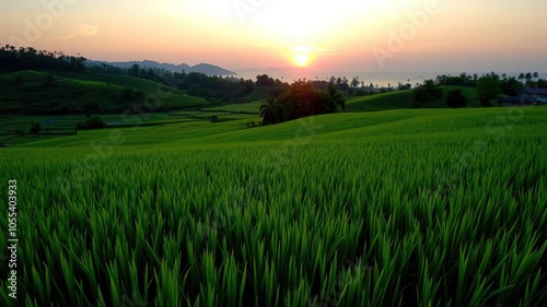 Gorgeous sunset view over lush green rice fields at Huay Tung Tao Lake in the evening, rice fields, nature