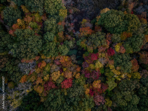 Aerial view of colorful autumn foliage over lush trees and serene woodland, West Roxbury, United States. photo