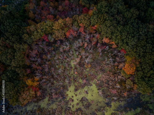 Aerial view of colorful autumn foliage and lush trees in a serene landscape, West Roxbury, United States. photo