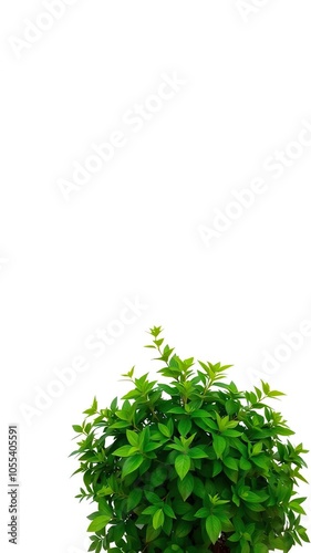 Lush green shrub with vivid leaves standing out against a clean white background, botany, green, fresh