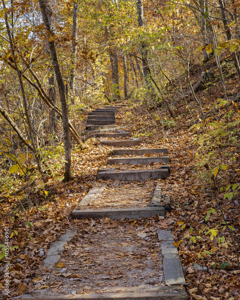 Obraz premium Forest Footpath