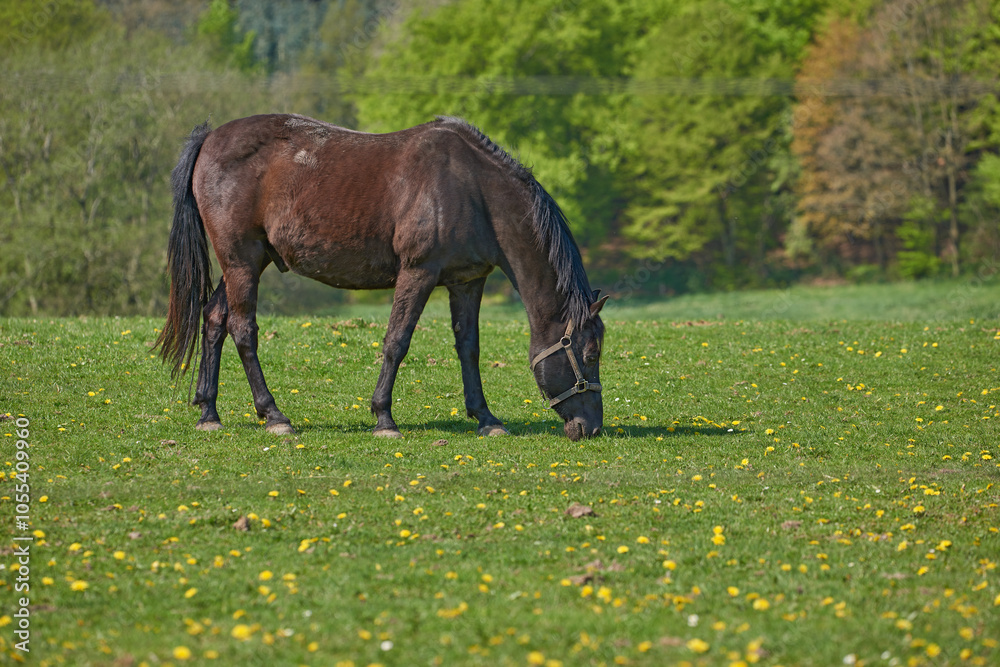 Horse, field and grazing in nature, flowers and hungry in countryside with health, nutrition and organic food. Equine animal, eating and outdoor with grass, diet and spring with sunshine in Argentina Horse, field and grazing in nature, flowers and hungry in countryside with health, nutrition and organic food. Equine animal, eating and outdoor with grass, diet and spring with sunshine in Argentina