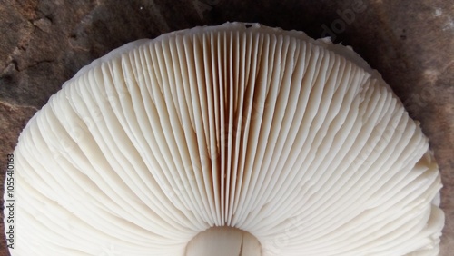 mushroom on a wooden table