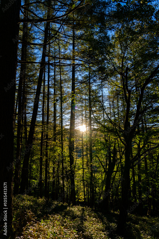 Fototapeta premium 初秋の大菩薩嶺