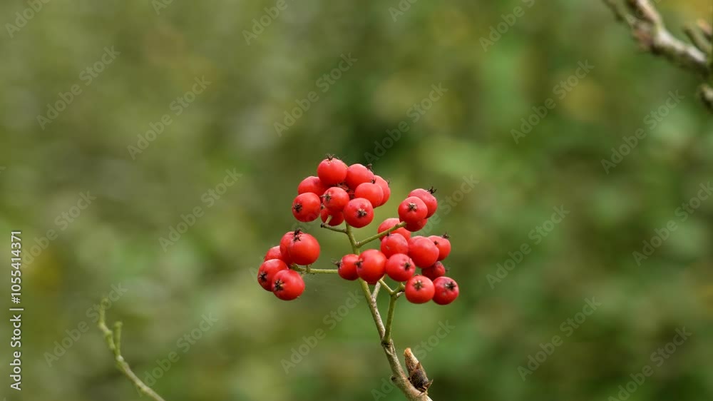 Mountain ash or rowan red mature berries on a october tree branch close up in autumn