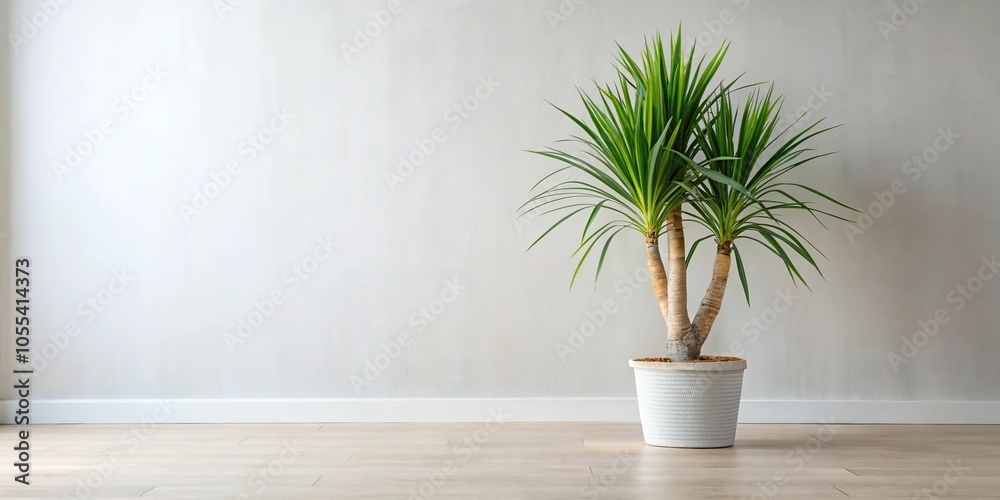 Yucca plant in a modern indoor setting with minimalist decor, houseplant, foliage Yucca plant in a modern indoor setting with minimalist decor, houseplant, foliage