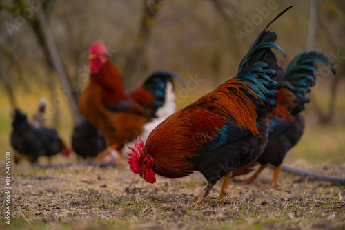 Poultry in the large garden close to nature in the village. Group of colorful chickens pecking at the farm ground