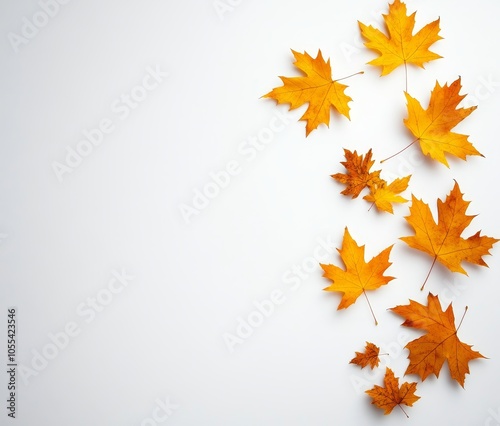 Maple tree canopy foliage in autumn with golden orange brown colors isolated against a flat background.