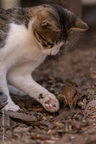 Canvas Print A cat catching a wild mouse at the village farm