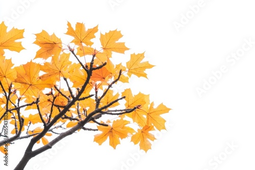 Maple leaves on a transparent background, isolated on white