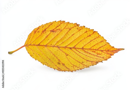 Aspen tree leaf with one large hole in autumn color. Some signs of decay on white background.