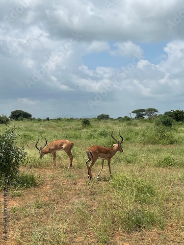 Impalas in Tsavo East National Park