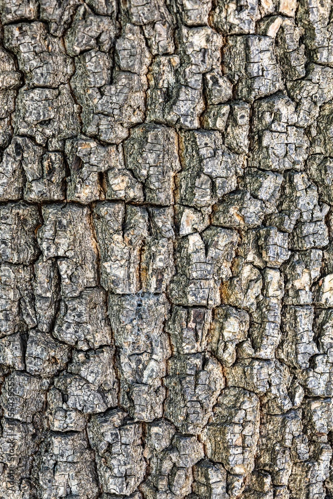 Granular material, solid wood with a structural surface for design textures. Grunge panel with rough coating Granular material, solid wood with a structural surface for design textures. Grunge panel with rough coating