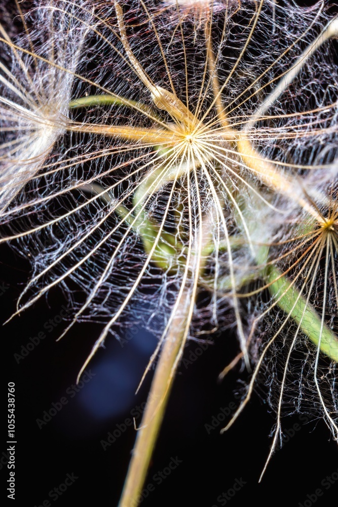 Fototapeta premium Abstract background screensaver closeup of dandelion flower and its seeds