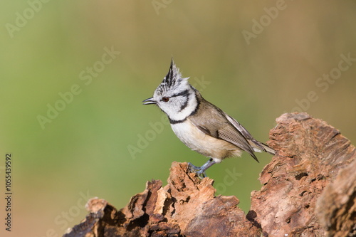 Lophophanes cristatus aka Crested tit with open beak. Lovely small bird with topknot and red eyes. Isolated on clear blurred green background. photo