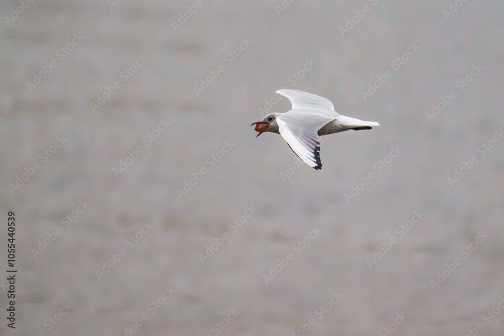 Fototapeta premium Seagulls are so different and interesting
