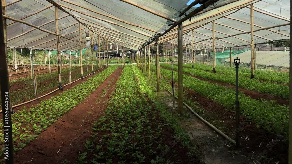 young tree plant seedling inside greenhouse young tree plant seedling inside greenhouse