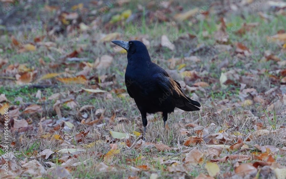 Fototapeta premium A Crow in an Autumn Park. Dark Bird Standing Among Fallen Leaves with Warm Autumn Colors in the Background. Moody, Natural Scene of Wildlife in Fall.