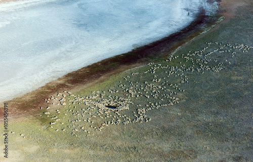 Aerial view of serene Lake Manych Gudilo with a flock of pelicans, Rostov oblast, Russia. photo