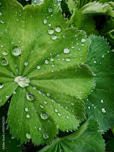 Raindrops on fresh green leaves. Waterdrop on green leaf after a rain. Nature background and texture