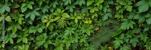 Lush tropical forest foliage background with various greenery leaves and plants, tropical_flora, herbs