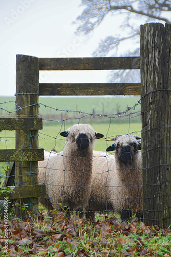 Fényképezés Two wet and bedraggled sheep looking through the fence of their field