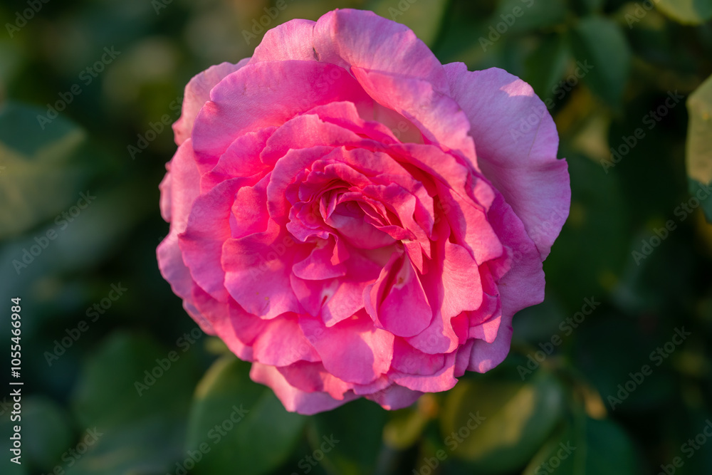 natural garden rose macro detail shot, the most colorful rose detail photo natural garden rose macro detail shot, the most colorful rose detail photo