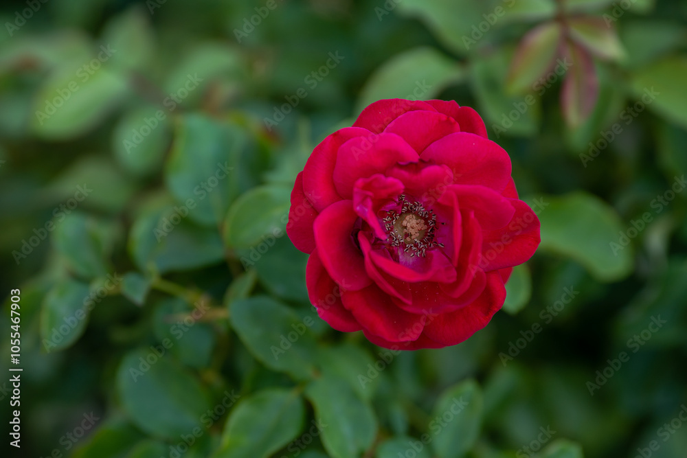 natural garden rose macro detail shot, the most colorful rose detail photo natural garden rose macro detail shot, the most colorful rose detail photo