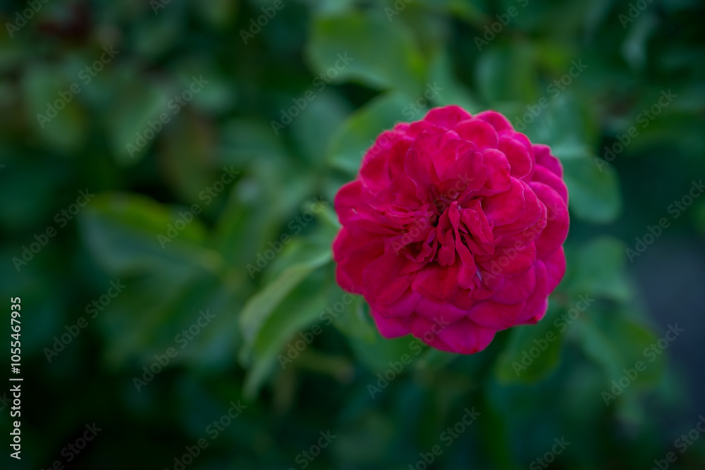 natural garden rose macro detail shot, the most colorful rose detail photo natural garden rose macro detail shot, the most colorful rose detail photo