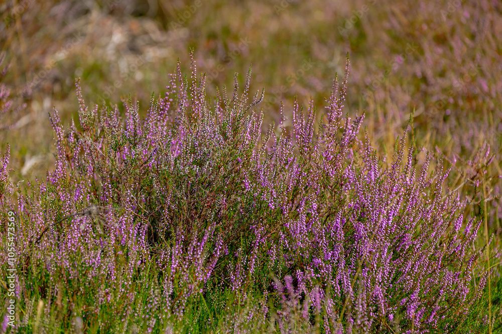 Obraz premium Selective focus of purple flowers in the filed, Calluna vulgaris (Heide, Heath, ling or simply heather) is the sole species in the genus Calluna, Flowering plant family Ericaceae, Natural background.