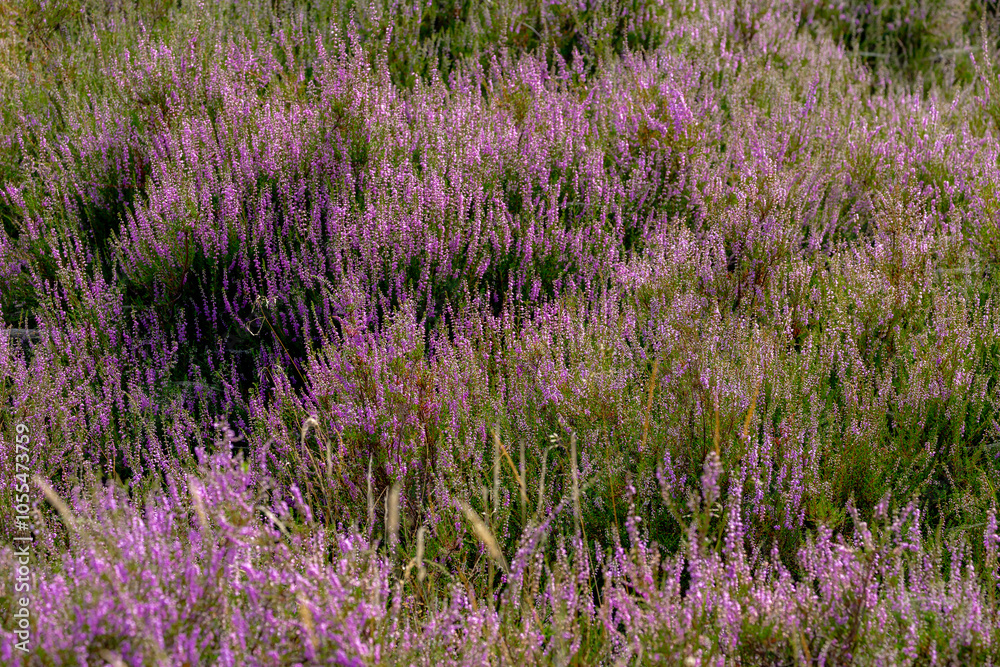 Fototapeta premium Selective focus of purple flowers in the filed, Calluna vulgaris (Heide, Heath, ling or simply heather) is the sole species in the genus Calluna, Flowering plant family Ericaceae, Natural background.