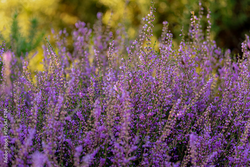 Selective focus of purple flowers in the filed, Calluna vulgaris (Heide, Heath, ling or simply heather) is the sole species in the genus Calluna, Flowering plant family Ericaceae, Natural background.