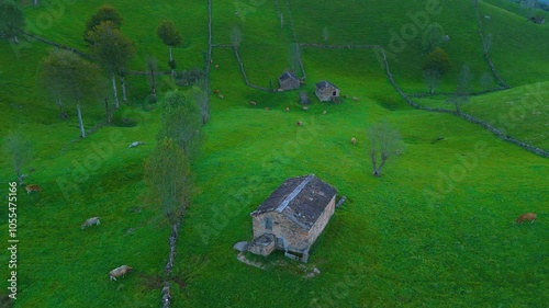 Cows grazing among hay meadows and huts in the Miera River Valley. Aerial view from a drone. Pasiegos Valleys. Cantabria. Spain. Europe photo