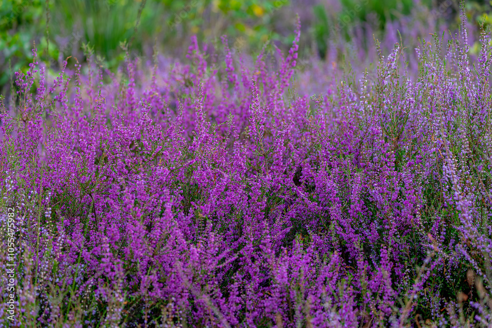Obraz premium Selective focus of purple flowers in the filed, Calluna vulgaris (Heide, Heath, ling or simply heather) is the sole species in the genus Calluna, Flowering plant family Ericaceae, Natural background.