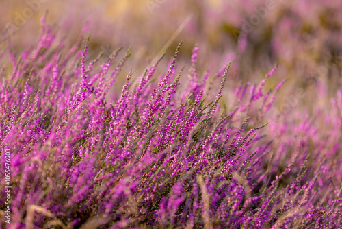 Selective focus of purple flowers in the filed, Calluna vulgaris (Heide, Heath, ling or simply heather) is the sole species in the genus Calluna, Flowering plant family Ericaceae, Natural background.