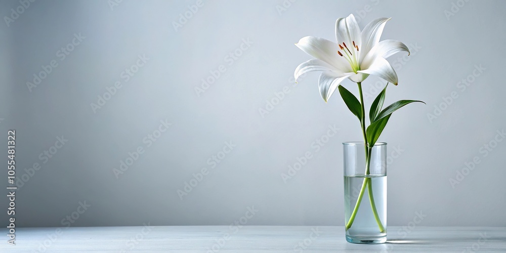 Single white lily flower standing tall in a minimalist glass container, simple, lilies, plant Single white lily flower standing tall in a minimalist glass container, simple, lilies, plant