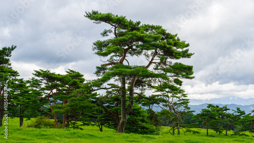 A lush green pasture with clusters of tall, gracefully shaped pine trees, standing against a backdrop of rolling, verdant mountain ranges. Soft, cumulus clouds fill the sky, casting gentle, diffused l