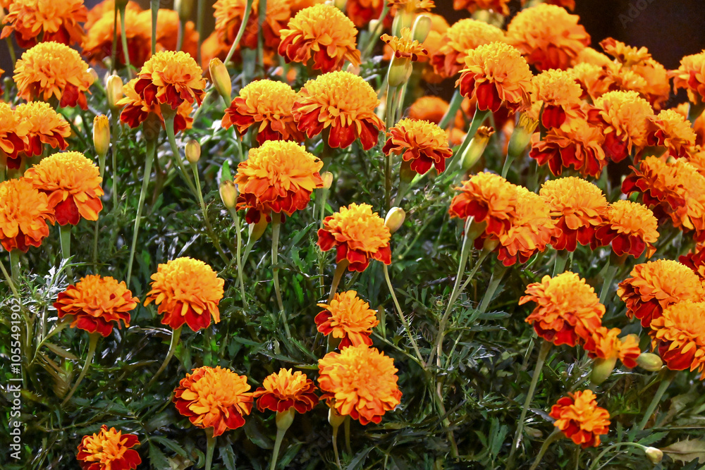 Flores de Cempasuchíl Flores de Cempasuchíl