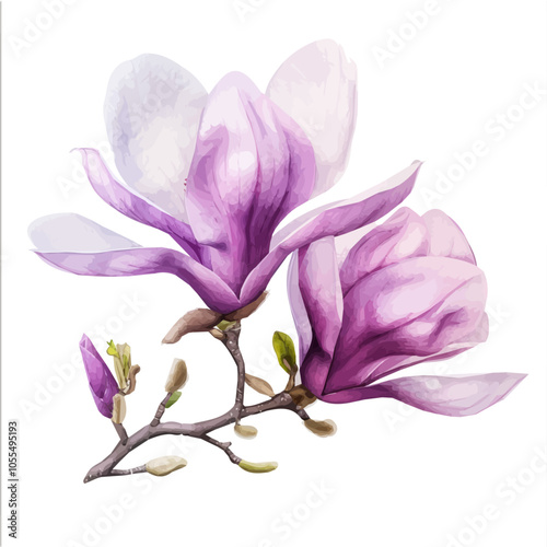 Hand-drawn magnolia flowers in watercolor style, nature botanical collection. watercolor branch of pink magnolias, Branch of pink magnolias in watercolor style painting, isolated on white