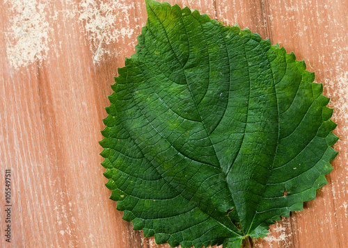 A detailed green leaf with intricate veins on a rustic wooden background, showcasing nature’s beauty and texture.