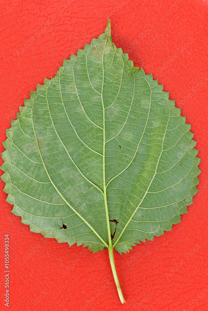 Obraz premium Vibrant Contrast: Green Leaf on Red Texture