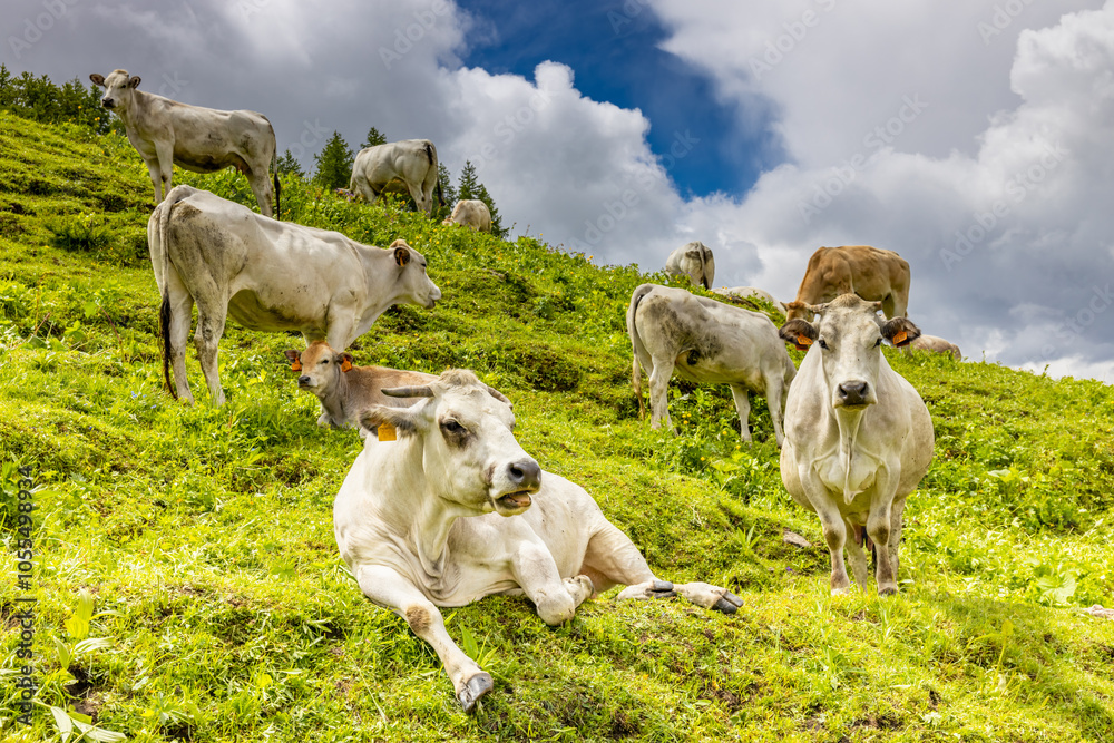 Cow on the alpine meadow, livestock in the mountains. Big cow lying and standing on the green grass in the Alps. A cow on an alpine meadow, surrounded by green grass and wildflowers Cow on the alpine meadow, livestock in the mountains. Big cow lying and standing on the green grass in the Alps. A cow on an alpine meadow, surrounded by green grass and wildflowers